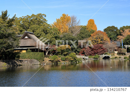 熊本 水前寺成趣園の優美な大名庭園の紅葉 熊本 水前寺成趣園の優美な大名庭園の紅葉 134210767