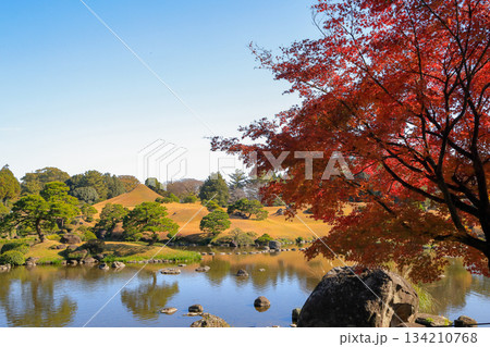 熊本　水前寺成趣園の優美な大名庭園の紅葉 134210768