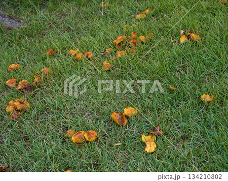 雨後の野外の芝生に生えているキノコの風景 雨後の野外の芝生に生えているキノコの風景 134210802