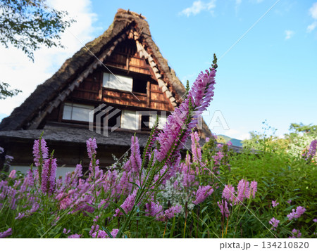 世界遺産白川郷の合掌造りの民家と満開の花の虎の尾の風景 134210820