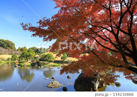 熊本　水前寺成趣園の優美な大名庭園の紅葉 134210866