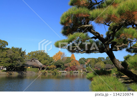 熊本 水前寺成趣園の優美な大名庭園の五葉松 熊本 水前寺成趣園の優美な大名庭園の五葉松 134210974