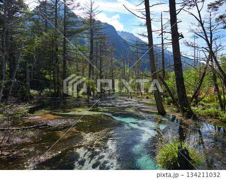 観光名所上高地の岳沢湿原の原始林と水面の風景 134211032