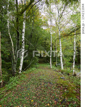 秋の観光名所上高地の白樺林の風景 134211044