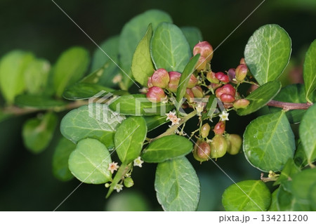 自然 植物 ハリツルマサキ、南方系の低木で海岸近くの石灰岩上に自生。ハート形の赤い実をつけます 自然 植物 ハリツルマサキ、南方系の低木で海岸近くの石灰岩上に自生。ハート形の赤い実をつけます 134211200
