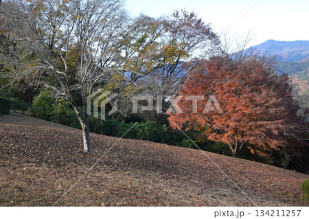 七沢森林公園の紅葉 七沢森林公園の紅葉 134211257