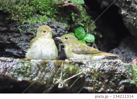 小さな水場で母親に甘えるキビタキのメスの幼鳥 134211314