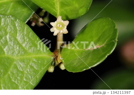 自然　植物　ハリツルマサキ、沖縄では生垣などにもなっています。丸くて分厚い葉に小さな白い花 134211397
