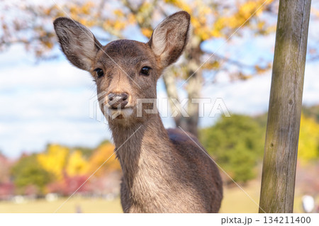 紅葉した木を背景にカメラを見つめる奈良の鹿 134211400