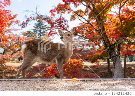 鮮やかな紅葉を背景に石畳のそばに立つ奈良の鹿 鮮やかな紅葉を背景に石畳のそばに立つ奈良の鹿 134211426