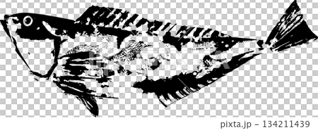 Japanese-style rockfish fish print illustration Japanese-style rockfish fish print illustration 134211439