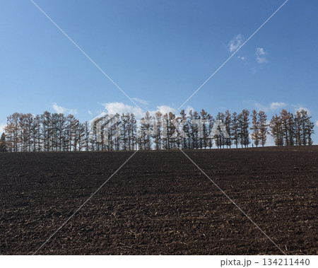 マイルドセブンの丘 134211440