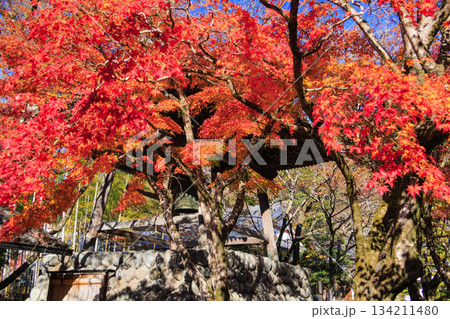 紅葉見頃な伊豆修禅寺 134211480
