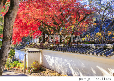 紅葉見頃な伊豆修禅寺 紅葉見頃な伊豆修禅寺 134211485