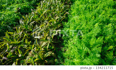 Lush vegetables in growth at garden 134211715