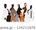 いろいろなウサギのセット 134211878