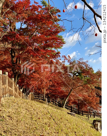秋晴れの青空に映える紅葉を見上げる〈東公園(足延池)/愛知県岡崎市〉 134212415