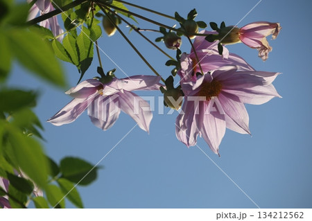 青空に映える皇帝ダリア 134212562