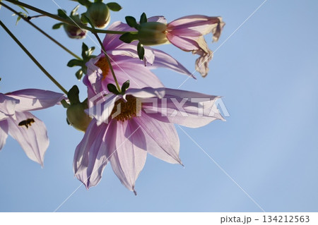 皇帝ダリアの花と青空のコピースペース 134212563