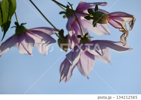 青空に映える皇帝ダリア 134212565