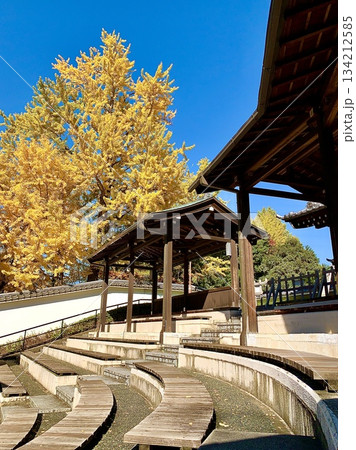 秋晴れの青空に映える銀杏の黄葉〈岡崎城公園(能楽堂)/愛知県岡崎市〉 秋晴れの青空に映える銀杏の黄葉〈岡崎城公園(能楽堂)/愛知県岡崎市〉 134212585