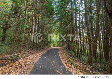 針葉樹林の中を通る道　京都府笠置町 134212839