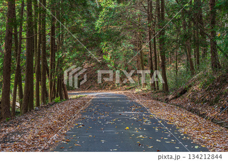 針葉樹林の中を通る道 京都府笠置町 針葉樹林の中を通る道 京都府笠置町 134212844
