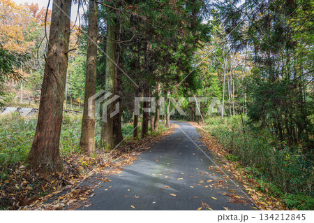 針葉樹林の中を通る道 京都府笠置町 針葉樹林の中を通る道 京都府笠置町 134212845