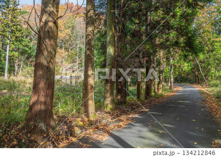 針葉樹林の中を通る道　京都府笠置町 134212846