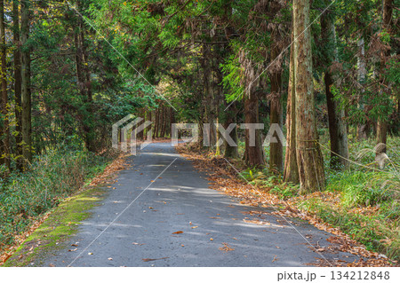 針葉樹林の中を通る道　京都府笠置町 134212848