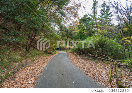 笠置の樹林風景 京都府笠置町 笠置の樹林風景 京都府笠置町 134212850