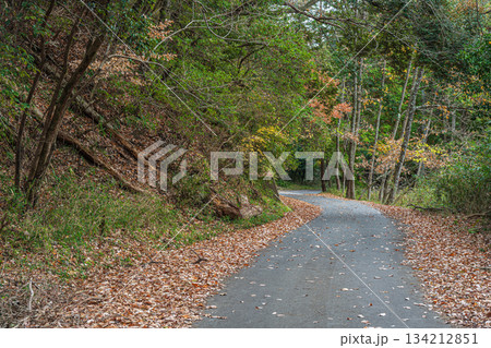 笠置の樹林風景 京都府笠置町 笠置の樹林風景 京都府笠置町 134212851