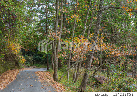 笠置の樹林風景　京都府笠置町 134212852