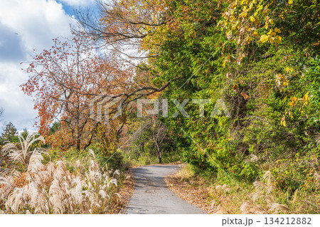 山の上へと続く道　京都府笠置町 134212882