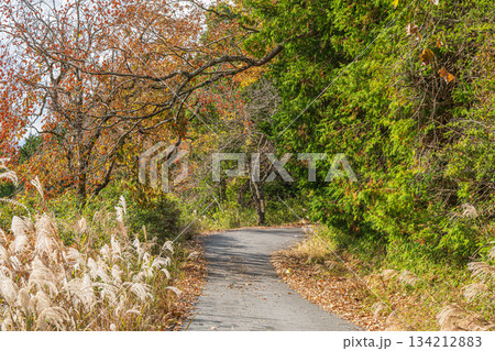 山の上へと続く道 京都府笠置町 山の上へと続く道 京都府笠置町 134212883