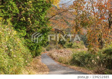 山の上へと続く道　　京都府笠置町 134212885