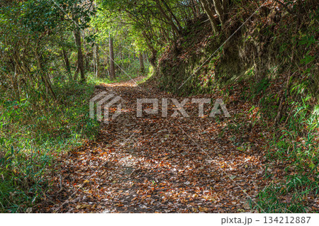 落ち葉積もる林道　切山中腹　京都府笠置町 134212887