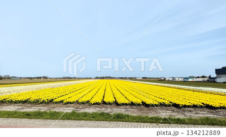Lisse, Netherlands - April 27 2023: Keukenhof Gardens Lisse, Netherlands - April 27 2023: Keukenhof Gardens 134212889