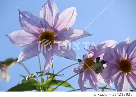青空に映える皇帝ダリア 青空に映える皇帝ダリア 134212923