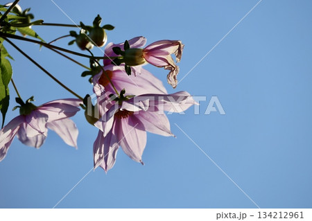 青空に映える皇帝ダリア 134212961