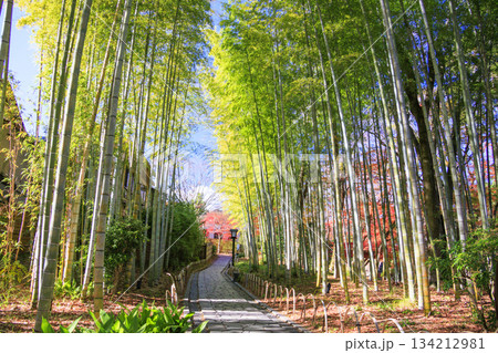 紅葉見頃な伊豆修善寺温泉 紅葉見頃な伊豆修善寺温泉 134212981