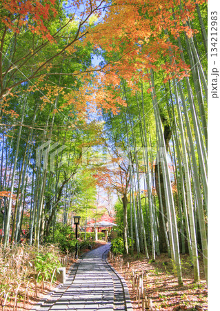 紅葉見頃な伊豆修善寺温泉 134212983