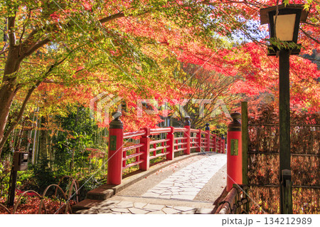 紅葉見頃な伊豆修善寺温泉 134212989