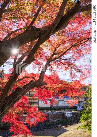 紅葉見頃な伊豆修善寺温泉 紅葉見頃な伊豆修善寺温泉 134212990