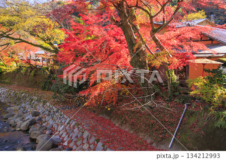 紅葉見頃な伊豆修善寺温泉 134212993