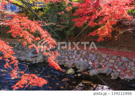 紅葉見頃な伊豆修善寺温泉 134212998