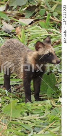 たぬき たぬき 134213038