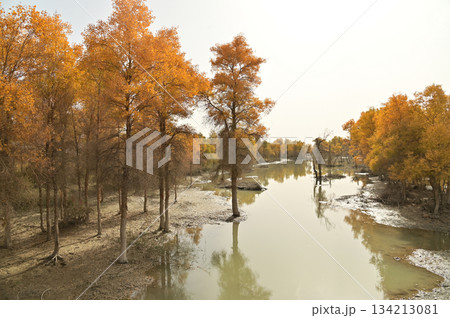 Tarim Huyan Lin Scenic Area in Luntai County, Xinjiang, when the leaves of the Hu Yanglin change color, it appears as a golden yellow. which means "the most beautiful tree," Tarim Huyan Lin Scenic Area in Luntai County, Xinjiang, when the leaves of the Hu Yanglin change color, it appears as a golden yellow. which means "the most beautiful tree," 134213081