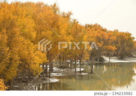 Tarim Huyan Lin Scenic Area in Luntai County, Xinjiang, when the leaves of the Hu Yanglin change color, it appears as a golden yellow. which means "the most beautiful tree," Tarim Huyan Lin Scenic Area in Luntai County, Xinjiang, when the leaves of the Hu Yanglin change color, it appears as a golden yellow. which means "the most beautiful tree," 134213082