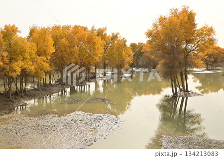 Tarim Huyan Lin Scenic Area in Luntai County, Xinjiang, when the leaves of the Hu Yanglin change color, it appears as a golden yellow. which means "the most beautiful tree," Tarim Huyan Lin Scenic Area in Luntai County, Xinjiang, when the leaves of the Hu Yanglin change color, it appears as a golden yellow. which means "the most beautiful tree," 134213083